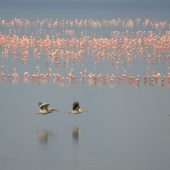  Lake Manyara, TZ